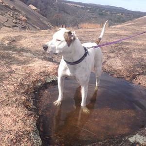 Meet your Posher, Maya